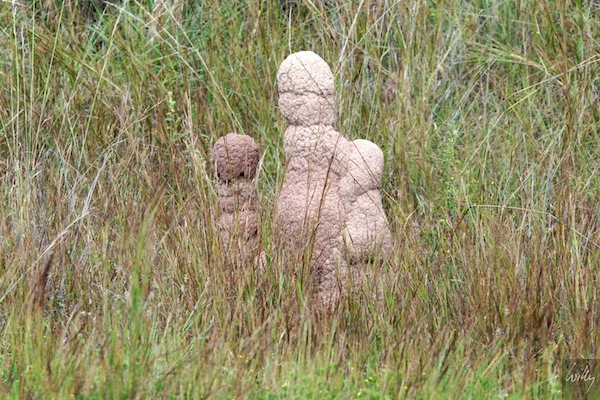 AustraliaAdelaide 10  072